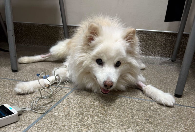 Lady the dog has a new home