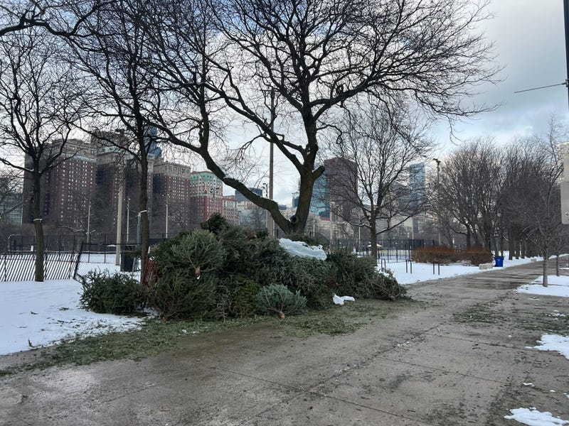 pile of Christmas trees at the recycling location in Grant Park