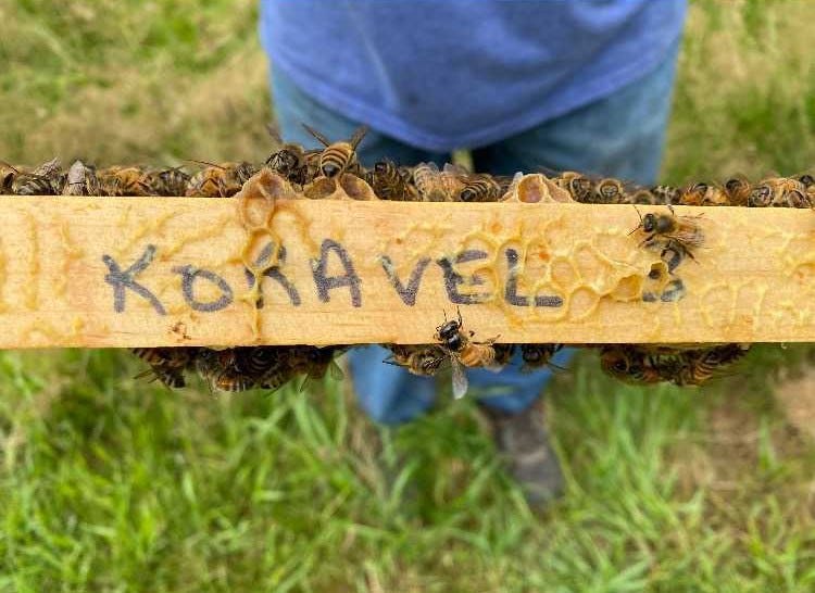 Vandalized Beehive