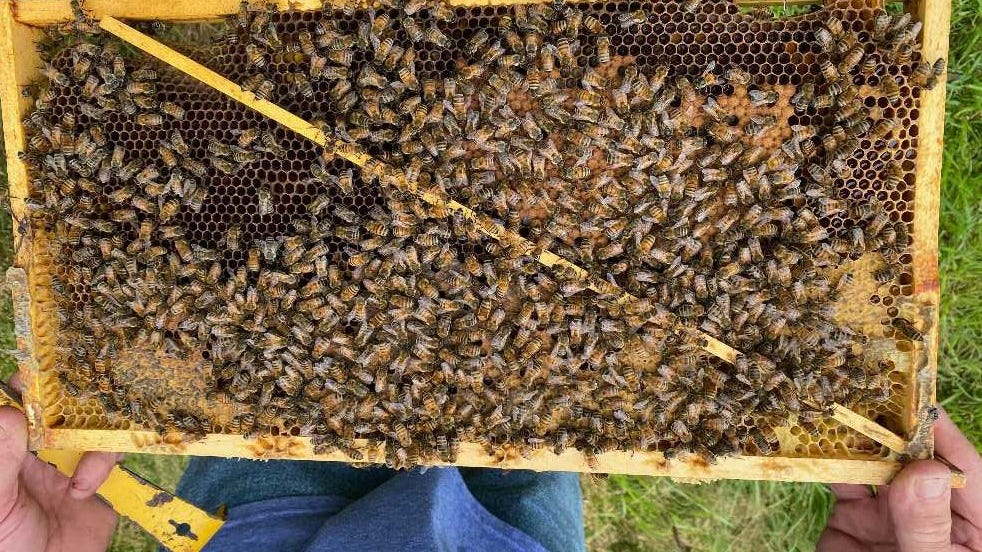 LI farmer says over 1K bees stolen from property, hive vandalized