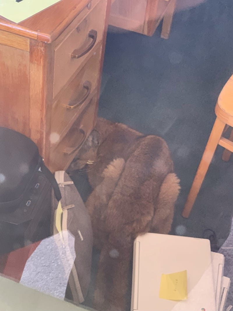 Baby mountain lion hides under desk in classroom at Pescadero High School.