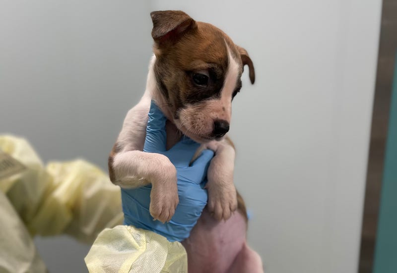A 6-week-old pit bull and German shepherd mix puppy was not responsible for the death of a 1-month-old girl in Queens on Tuesday, the city medical examiner confirmed.