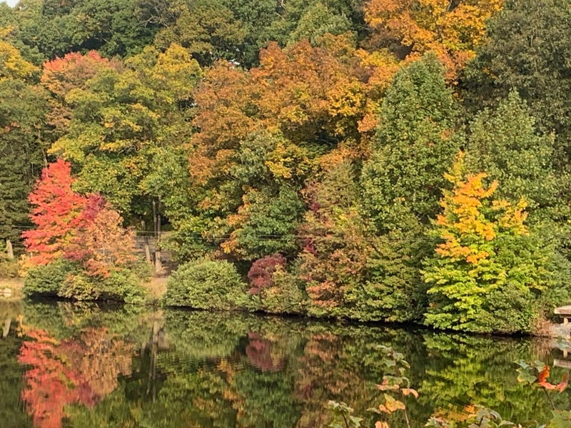 Fall foliage in Schuylkill County, Pennsylvania