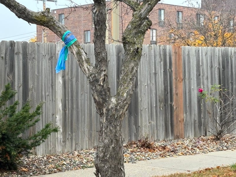 Starting Friday, Minneapolis public works crews will be removing those green and blue plastic ribbons that people put up in the aftermath of the tragedy at Annunciation Church.
