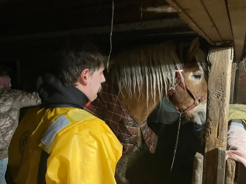 One of the two rescued horses.