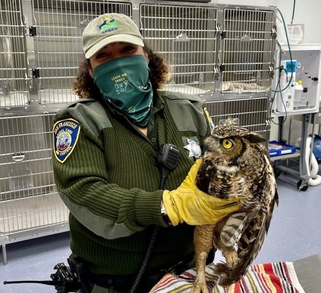 Firefighters nicknamed the great horned owl "Shamrock" after a Tuesday rescue.