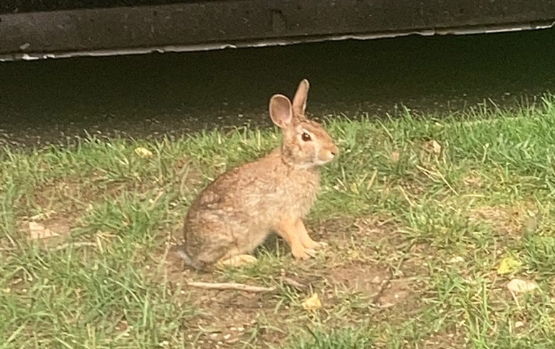 Long Island bunny