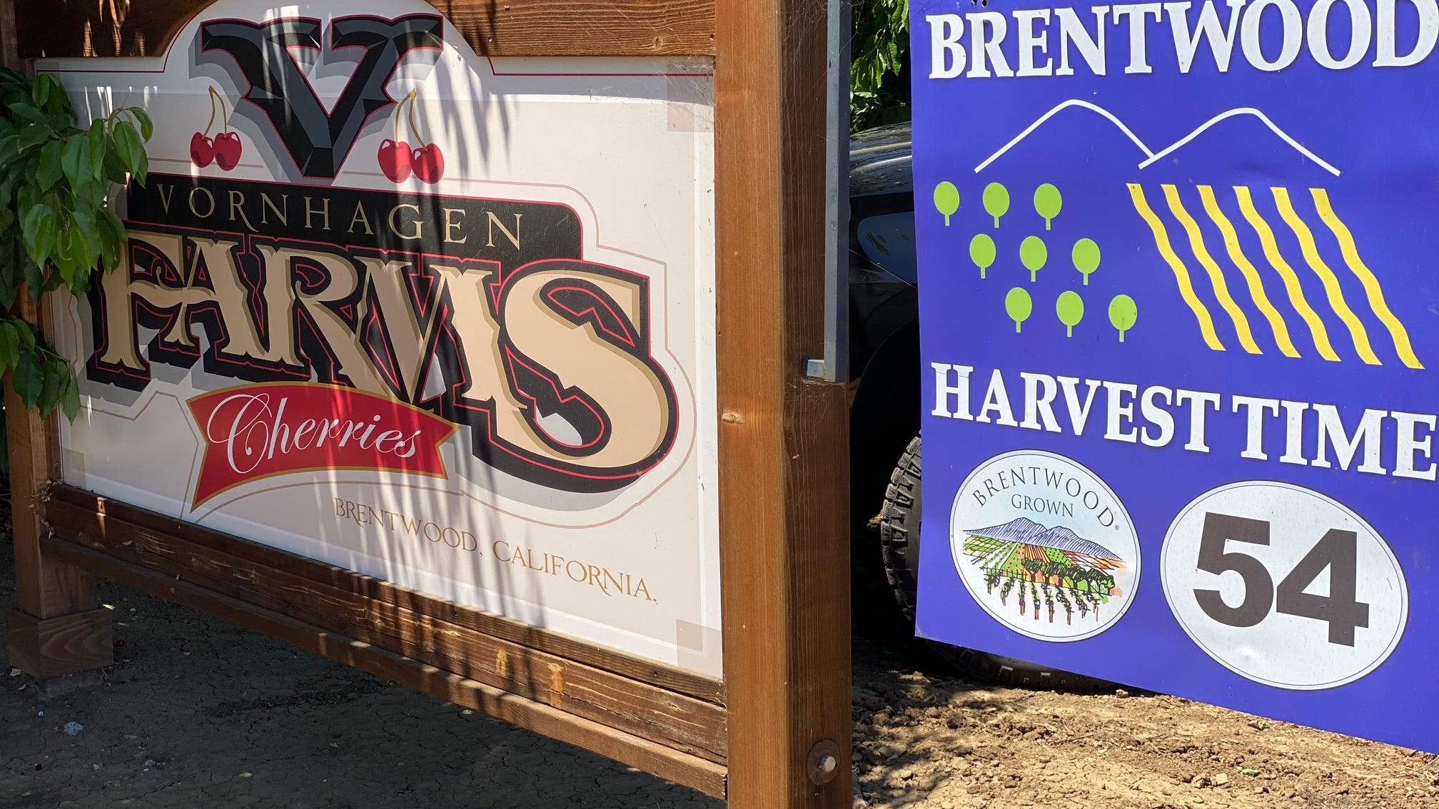 Ripe on time: 'U-Pick' fruit season returns to the Bay Area