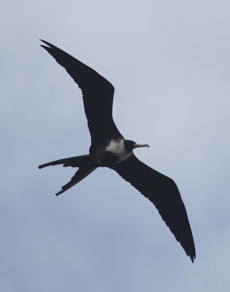 Magnificent Frigatebird