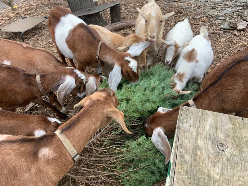 Philly Goat Project