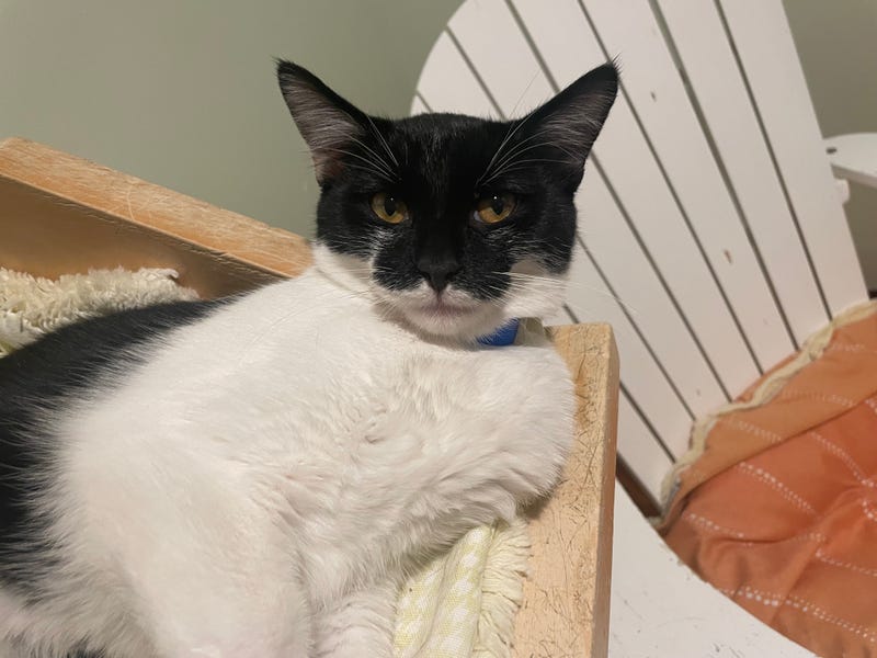 cat adoption
