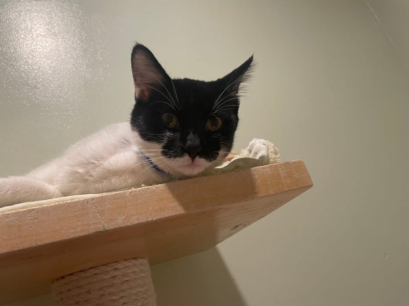 cat adoption