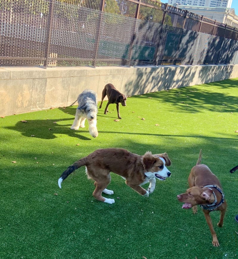 Winter Street Greenway dog run and playground in Logan Square