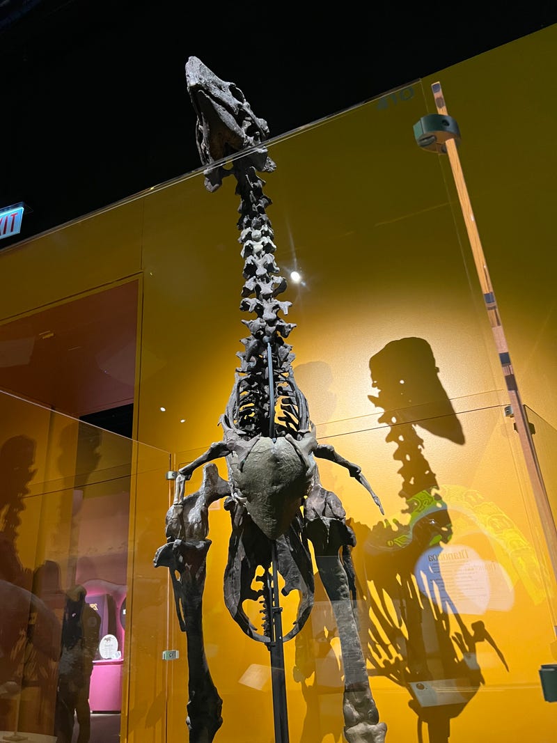 A Diatryma fossil at the Field Museum's new exhibit "After the Age of Dinosaurs." The exhibit opens Friday, August 29.
