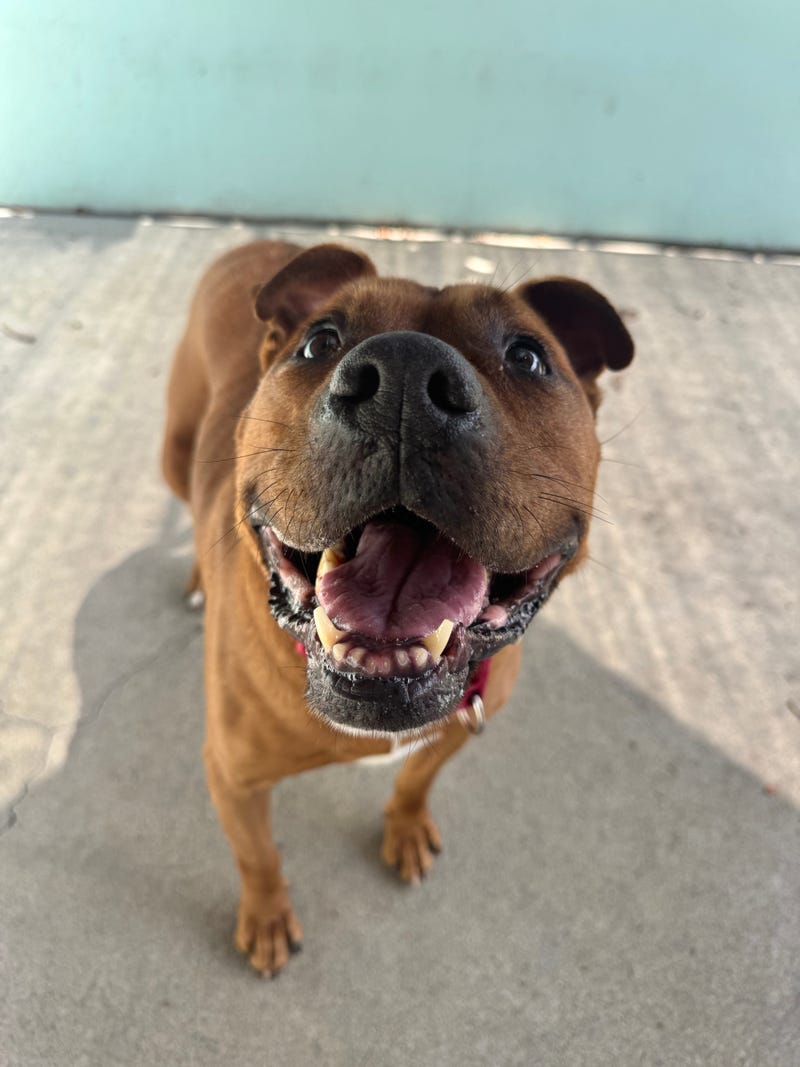 Adopt Don't Shop