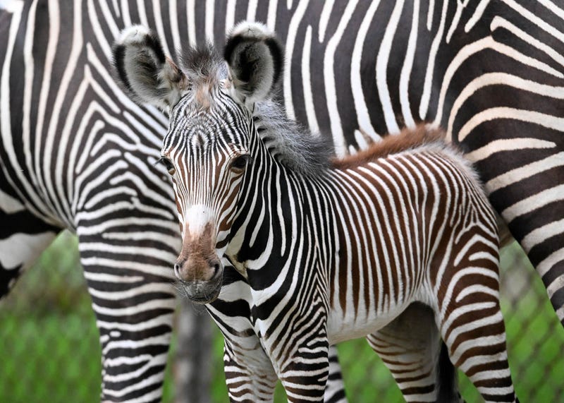 Zebras Brookfield Zoo