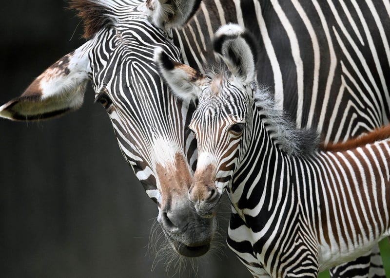 Zebras Brookfield Zoo Chicago