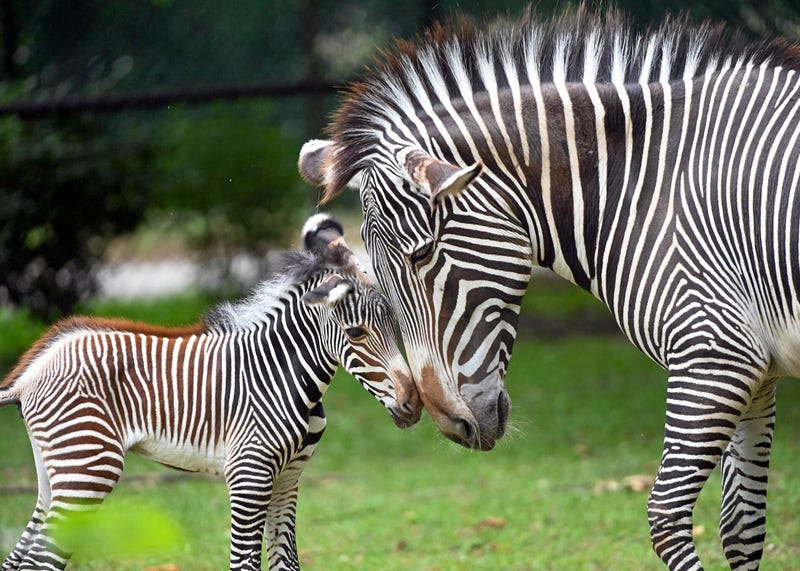 Jim Schulz/Brookfield Zoo Chicago