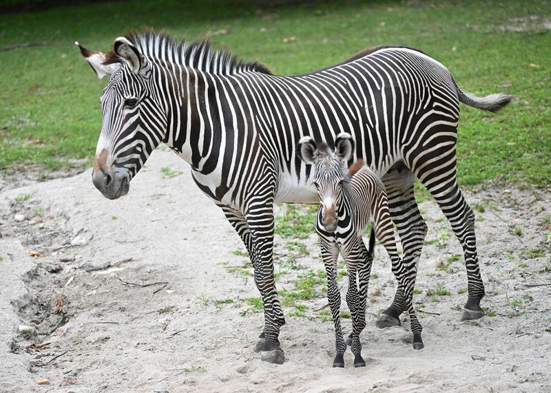 Zebras Brookfield Zoo Chicago