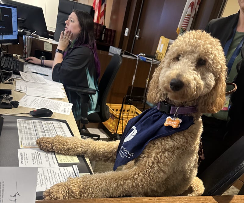 Desi, a 1-year-old standard poodle, is the newest hire at the Lake County Circuit Court, and she's been tasked with making the experience there a bit more pleasant.