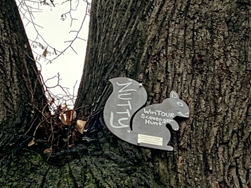 squirrel on the burl