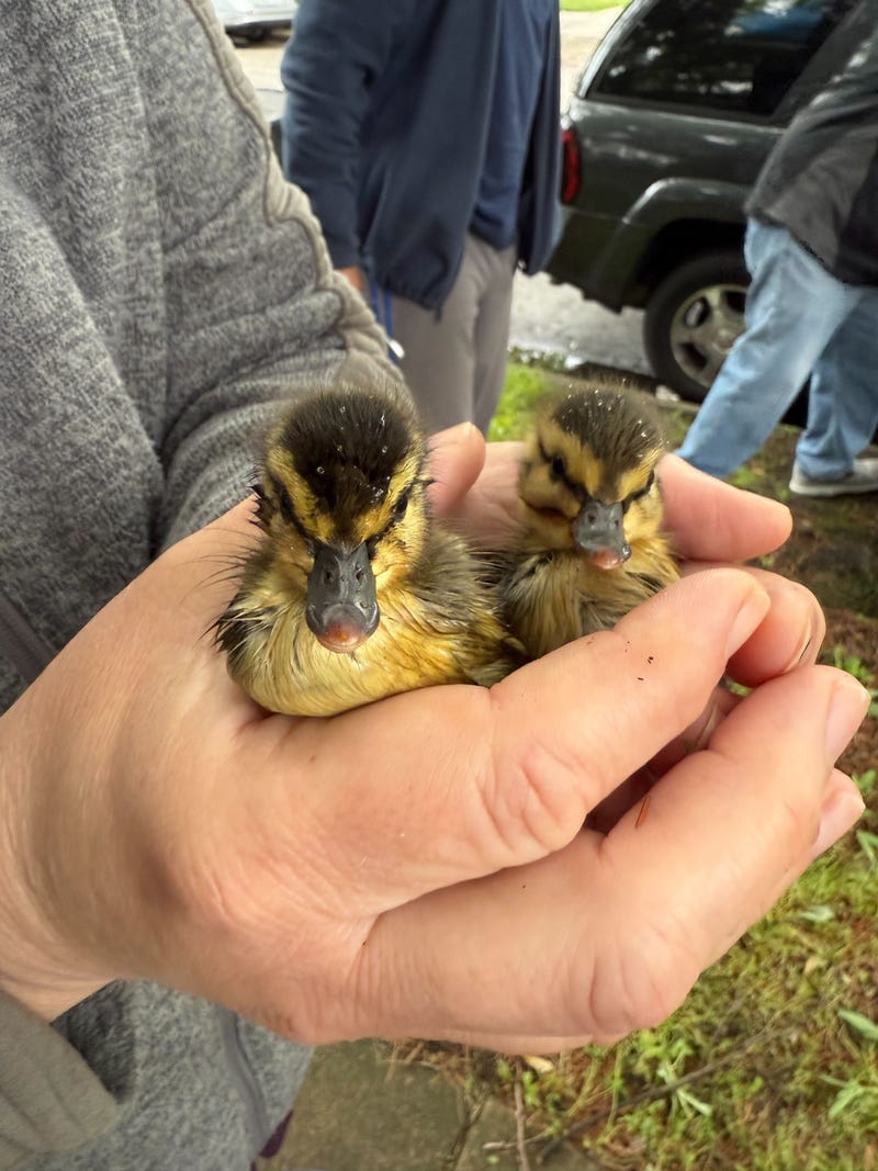 Ducklings were reunited with their mother Tuesday after falling in a sewer on Chicago's South Side.