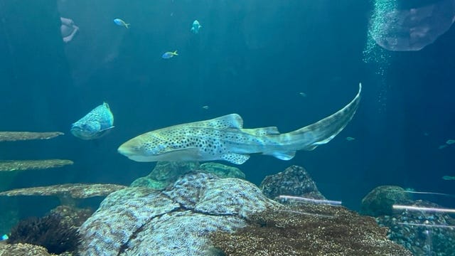 Researchers stunned as zebra shark at Shedd gives ‘virgin birth’: ‘Holy "S," that’s really cool’