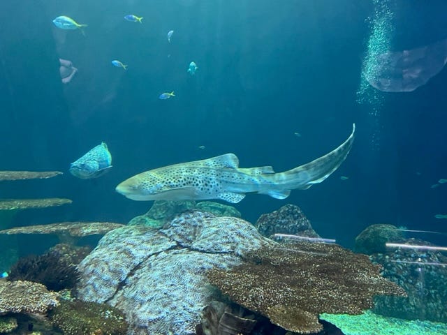 Zebra Shark