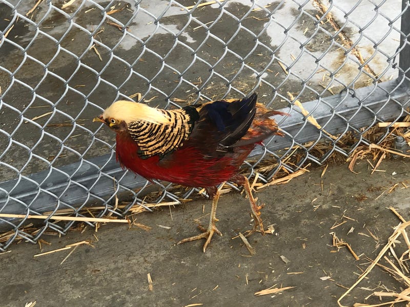 Lord Pheatherington pokes around his pen on Tuesday.