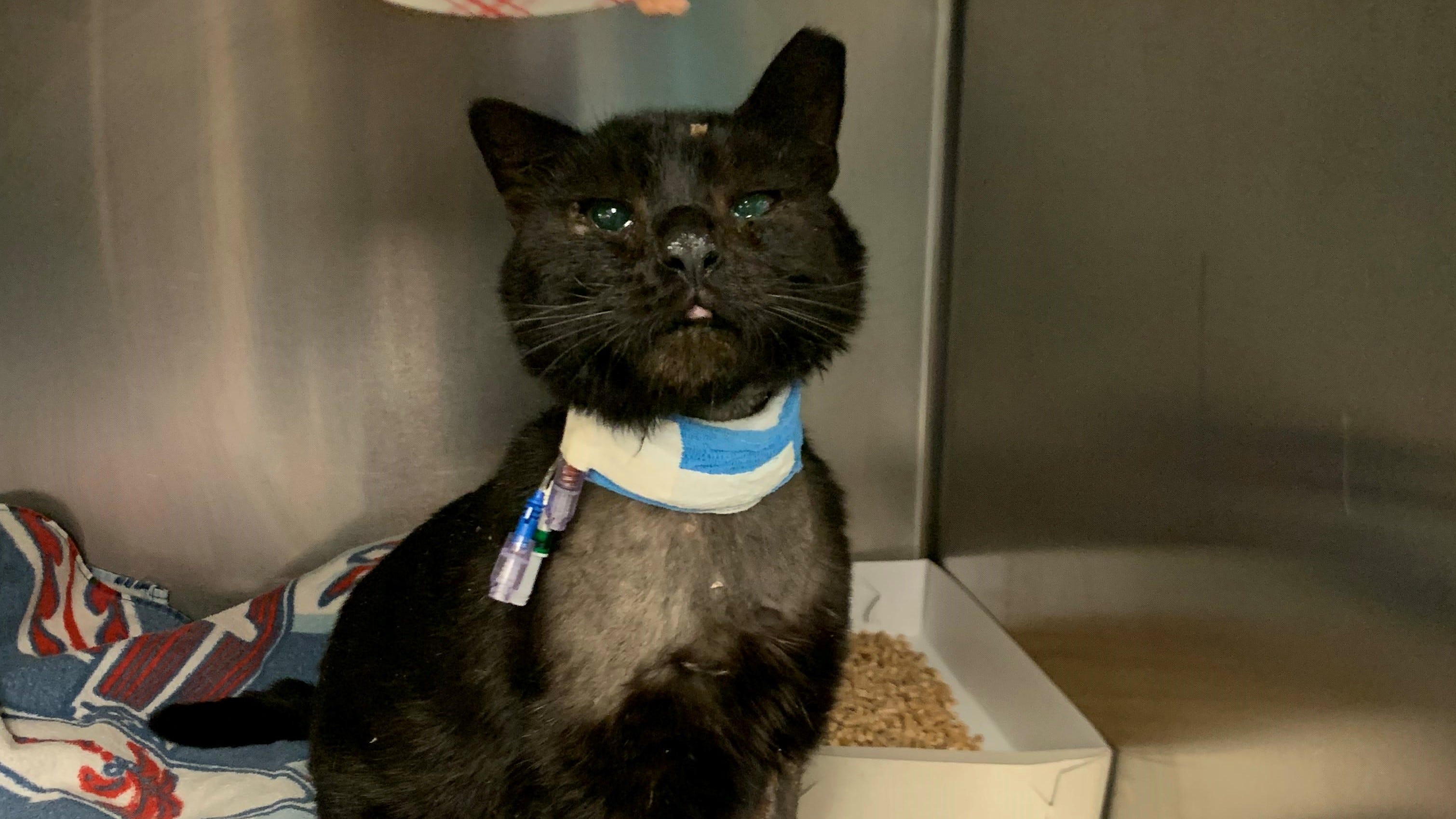 Buddy the cat officially upgraded to stable condition