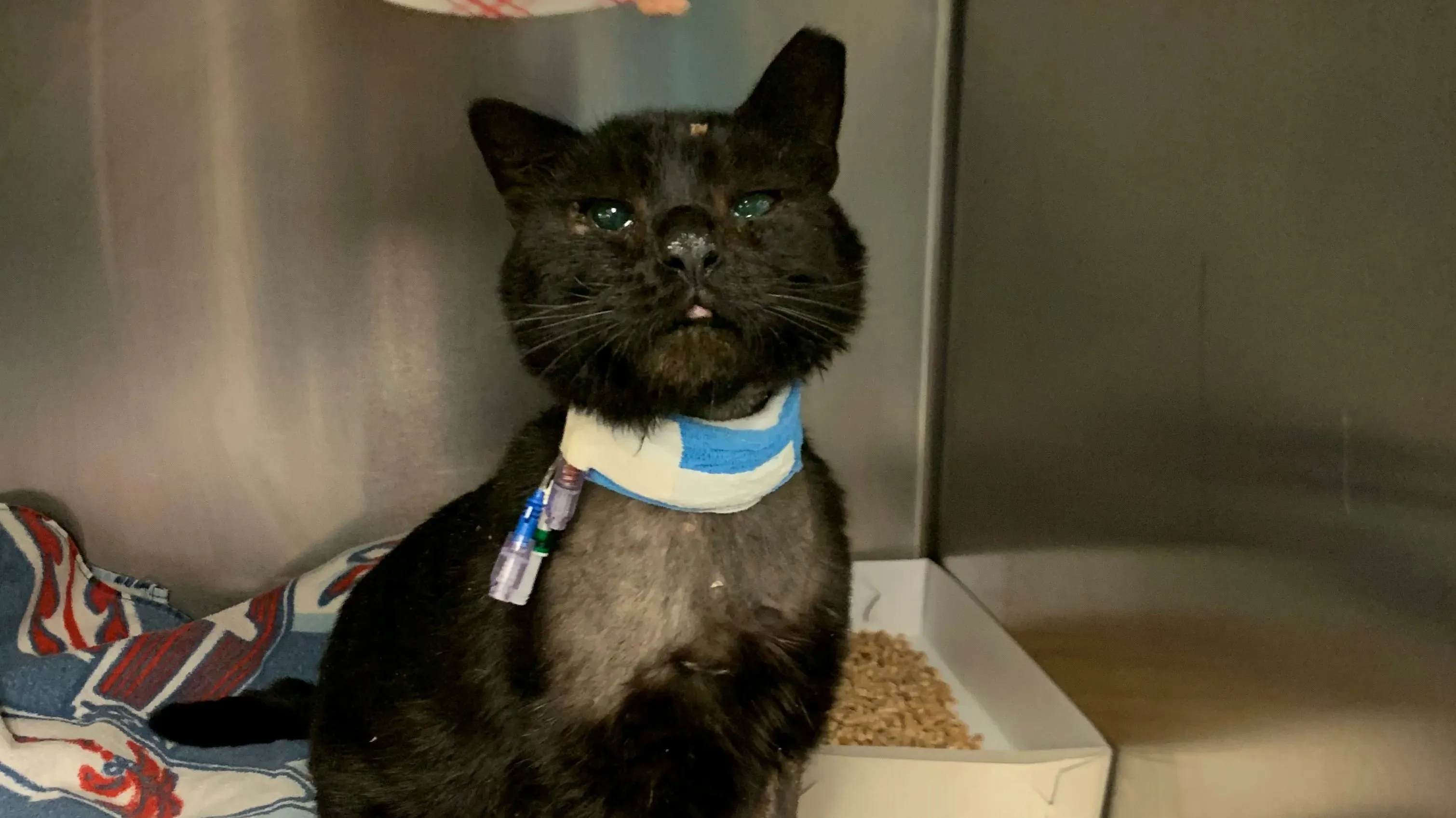 Buddy the cat heading to foster home with veterinarian who cared for him