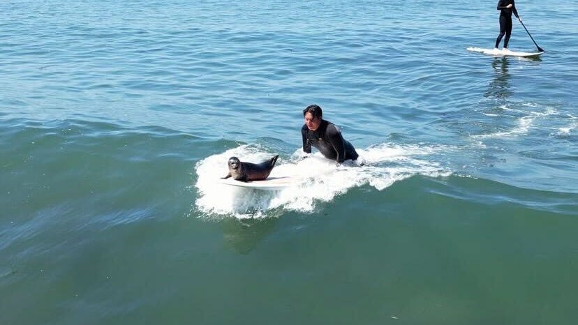 Baby seal spotted riding waves with surfers at San Diego beach