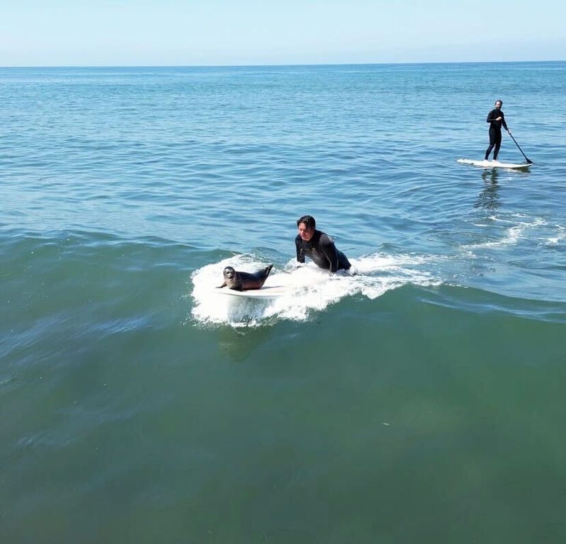 Baby seal on surfboard
