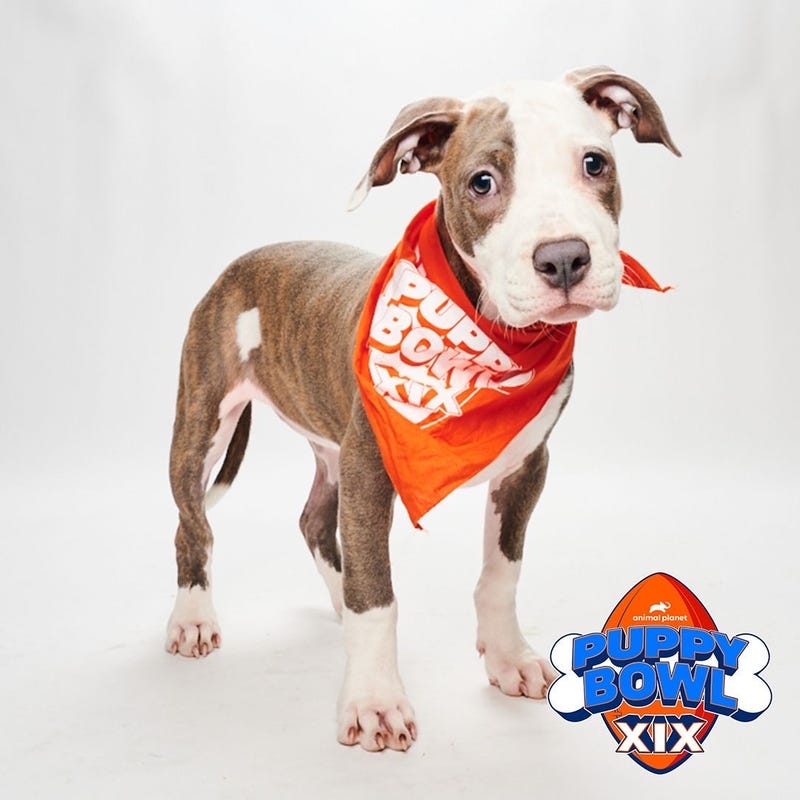 Daisy, from the Brandywine Valley SPCA.