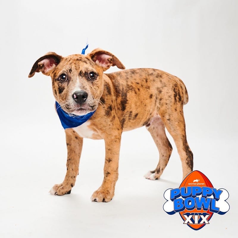 Tailen Hurts, from the Brandywine Valley SPCA.