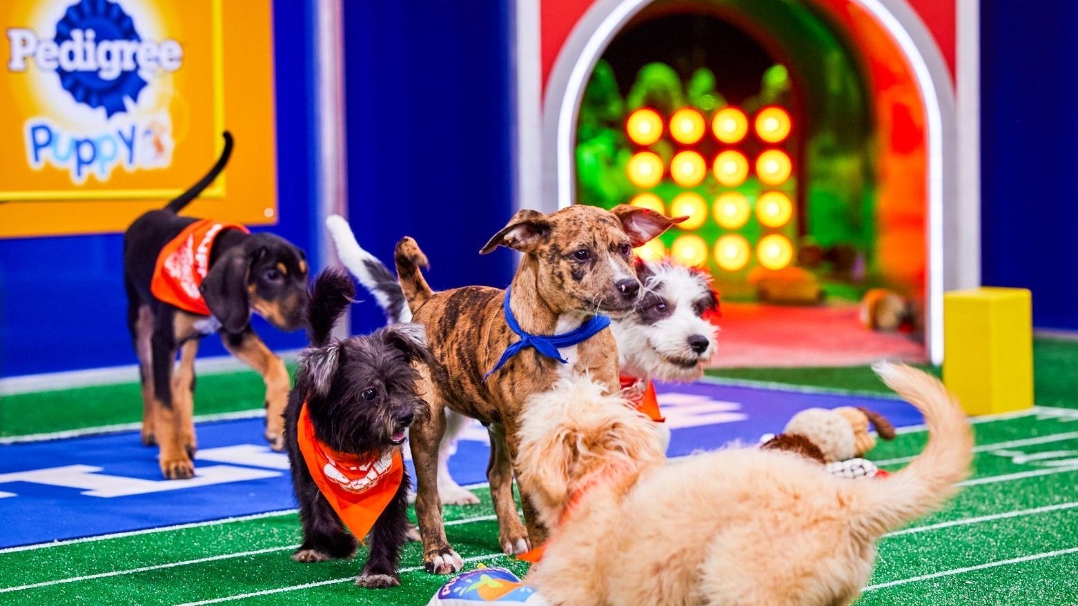 Puppy Bowl to feature several Philadelphia-area shelter dogs