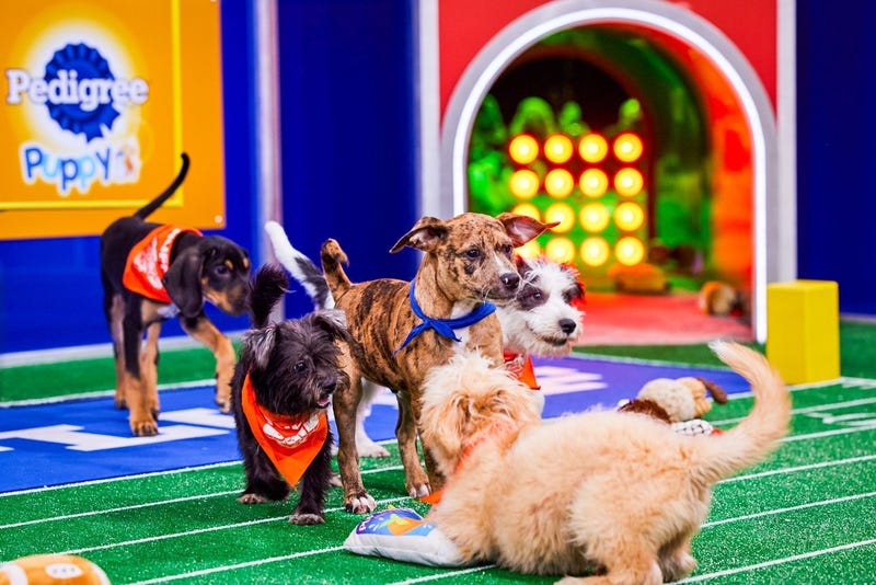 A past edition of the Puppy Bowl.