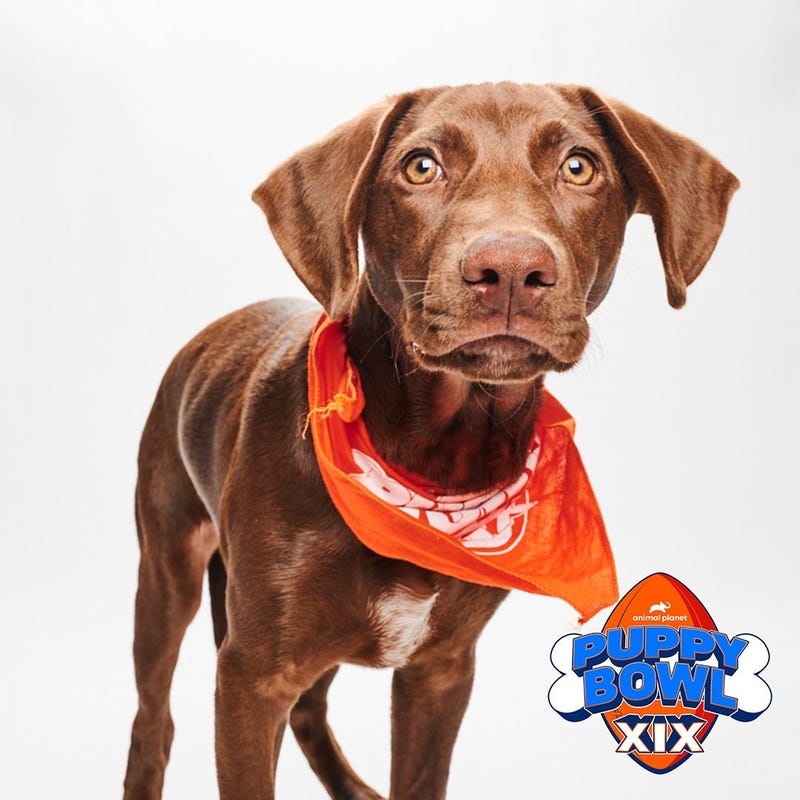 Tia, from the Brandywine Valley SPCA.