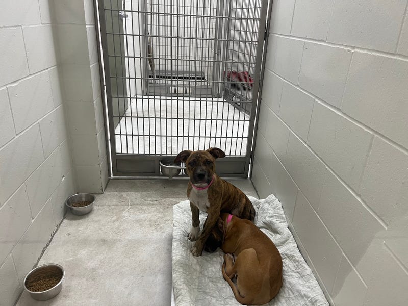 Minneapolis, Animal Shelter, Pets, Adoption