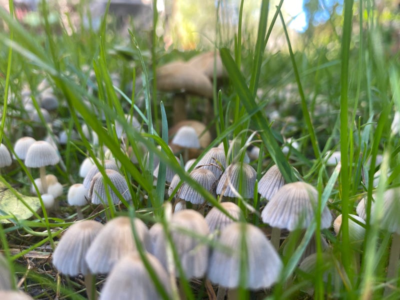 Mushrooms