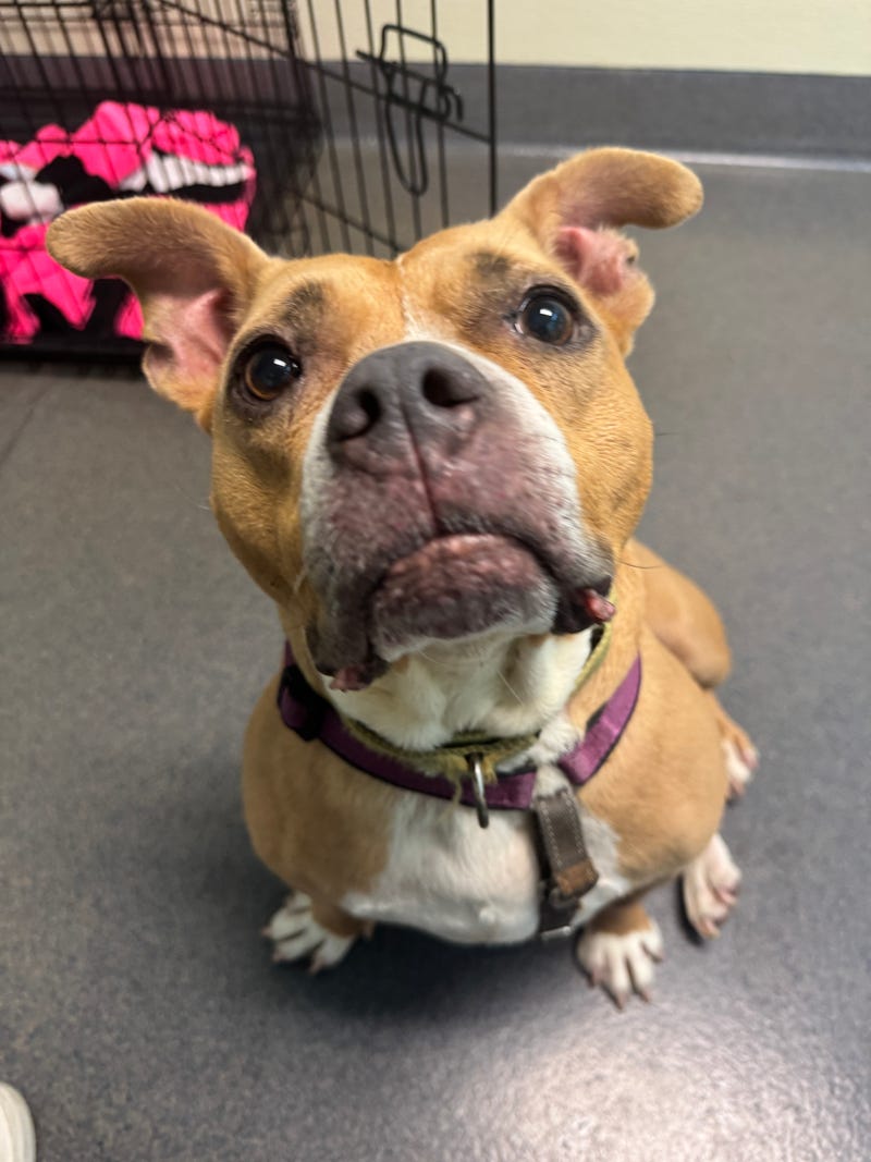 Adopt Don't Shop