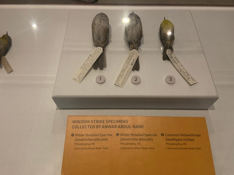 dead birds