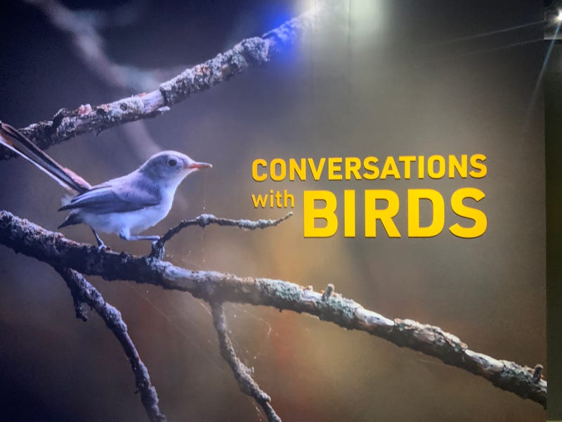 Conversations with Birds 