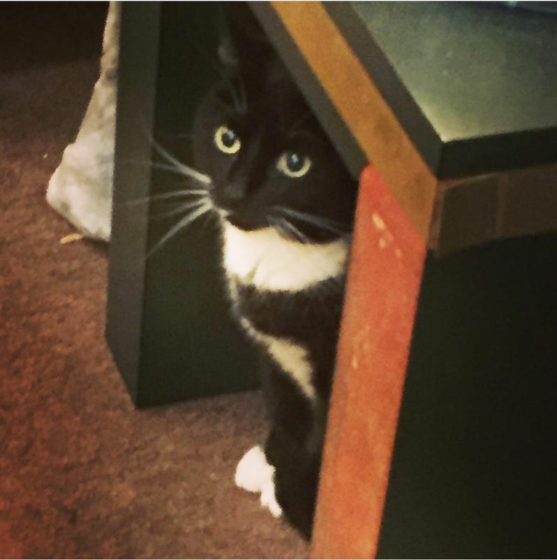 Edgewater shop owners fear missing black cat could be part of sick Halloween trick