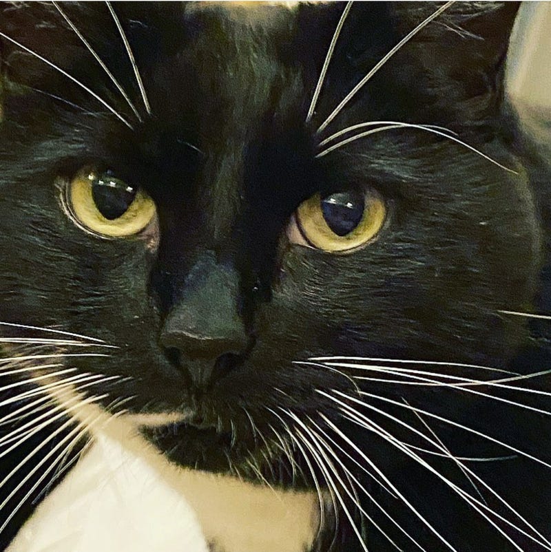 Edgewater shop owners fear missing black cat could be part of sick Halloween trick