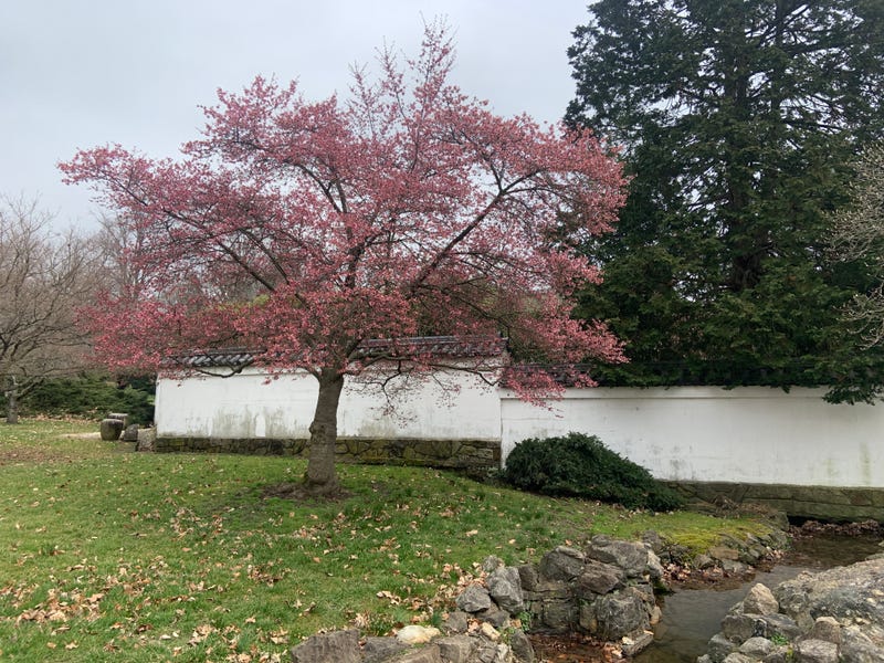 Cherry Blossom