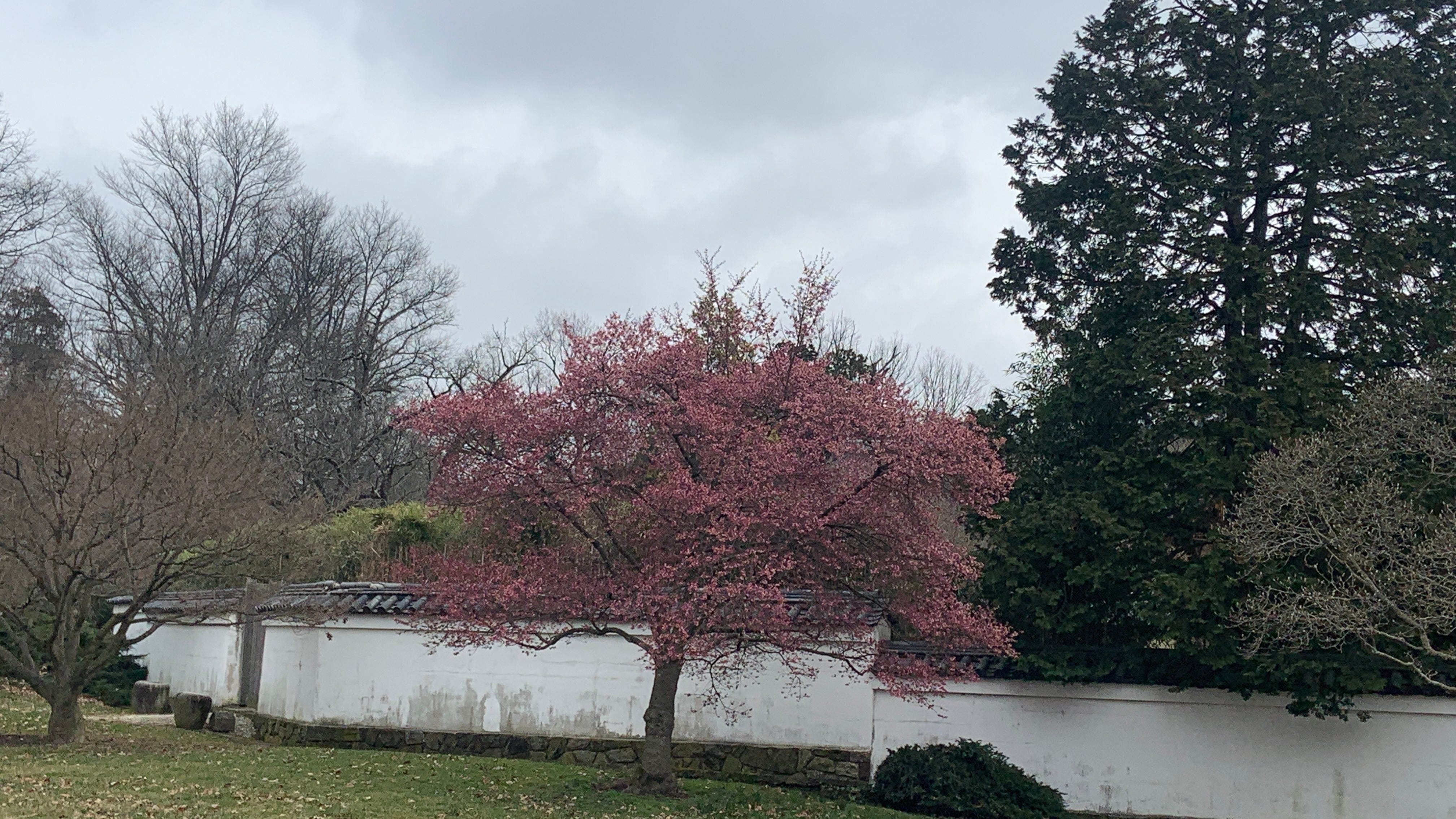 A sneak peek at spring: Cherry blossoms blooming earlier than usual