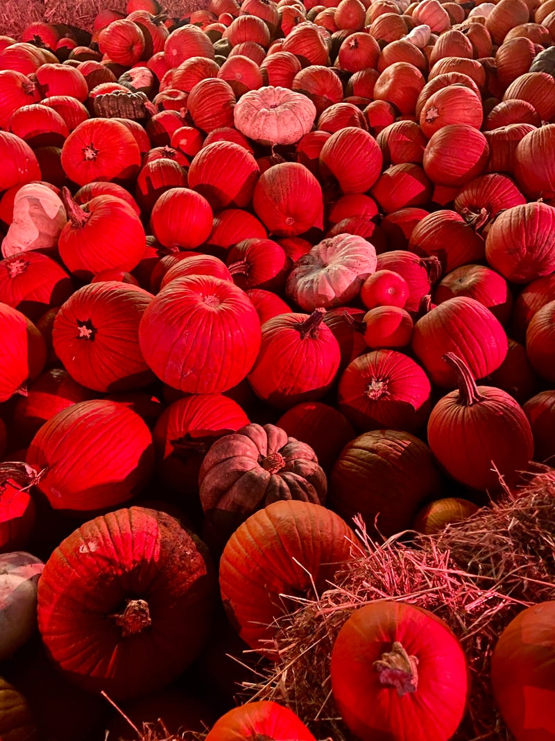 More than 10,000 pumpkins were transported from upstate New York to Queens for the Halloween extravaganza. 