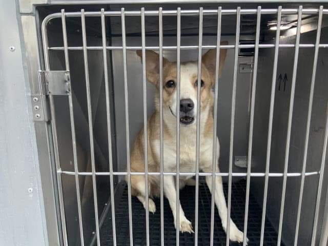dog in kennel