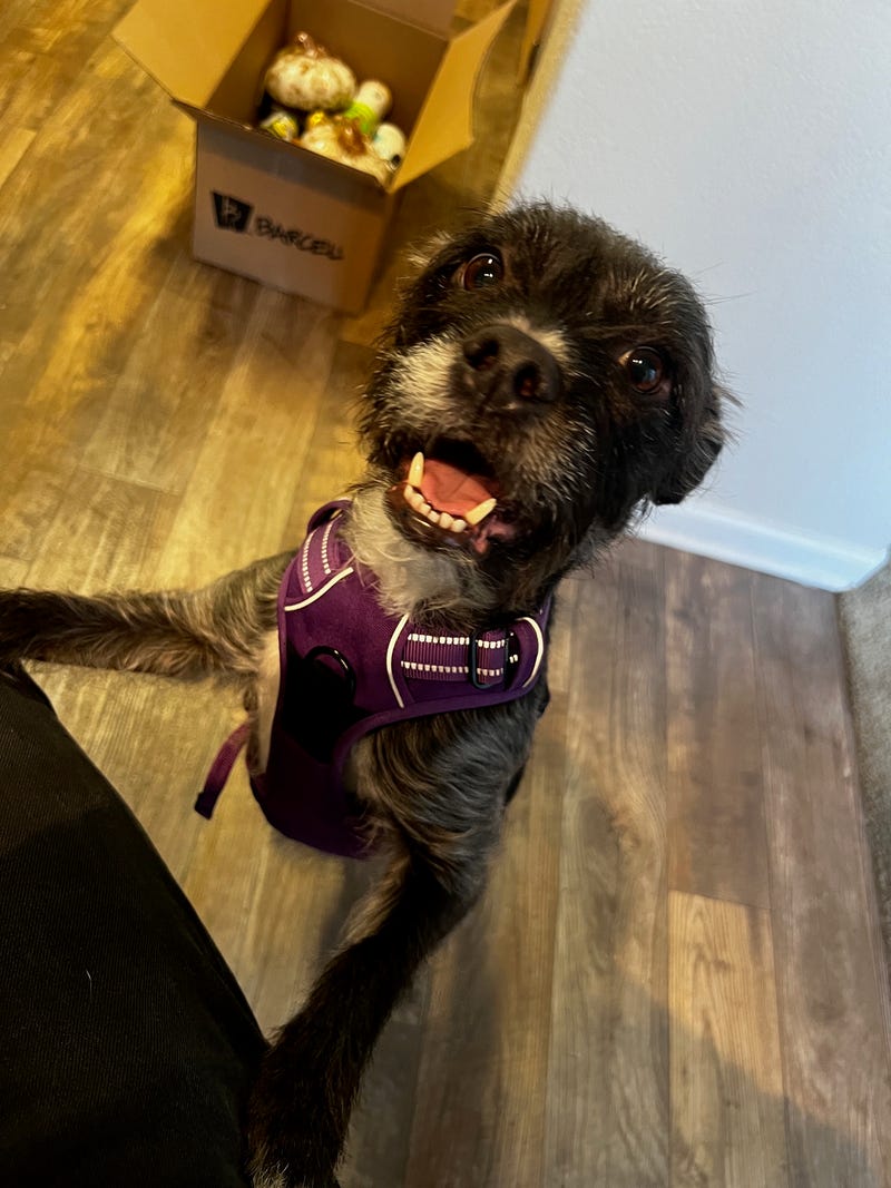 dog